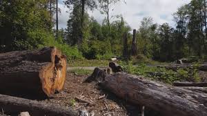Best Root Management and Removal  in Malaga, NJ