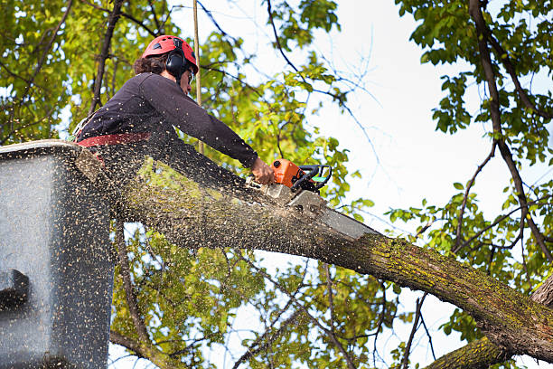 How Our Tree Care Process Works  in  Malaga, NJ